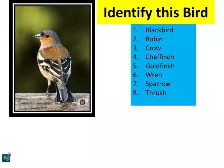 identify this bird