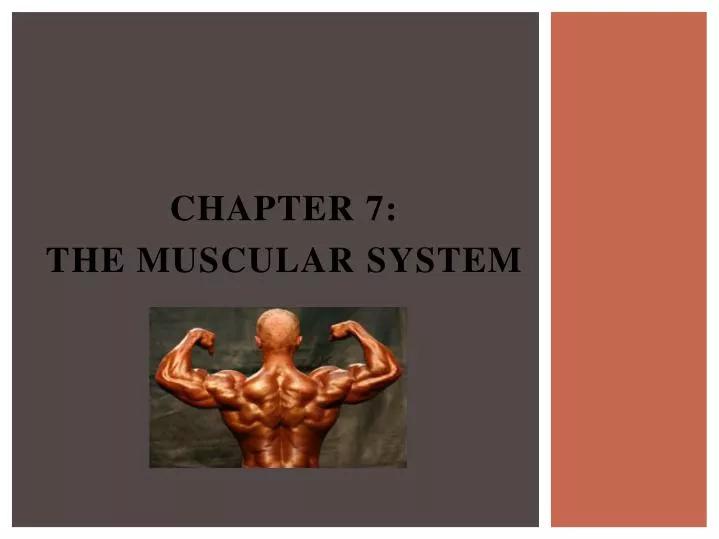 chapter 7 the muscular system