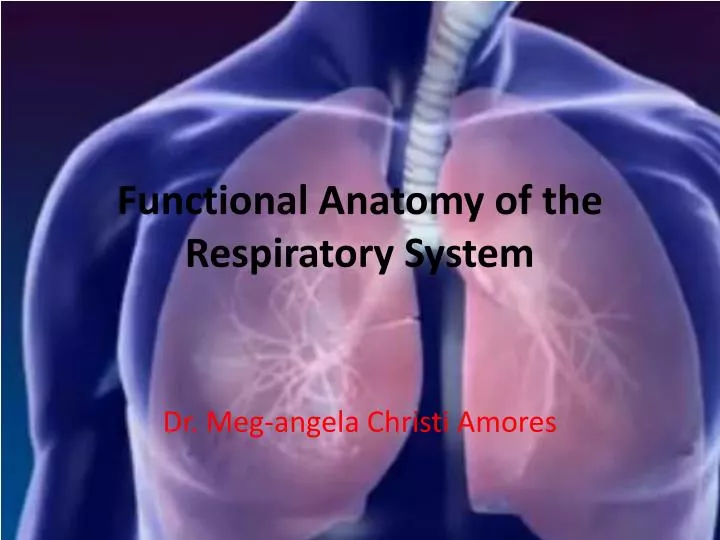 functional anatomy of the respiratory system