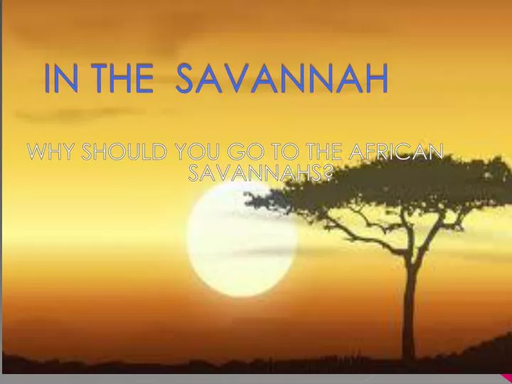in the savannah