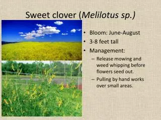 Sweet clover ( Melilotus sp.)