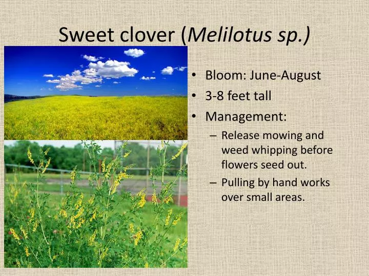 sweet clover melilotus sp