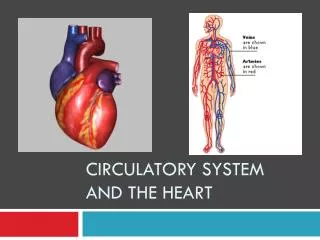 Circulatory System and The Heart