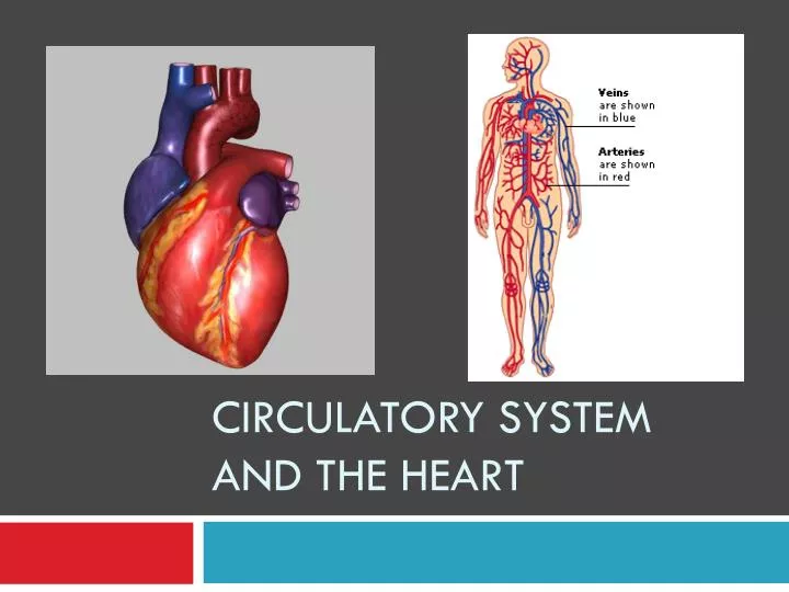 circulatory system and the heart