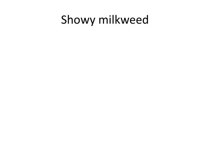 showy milkweed