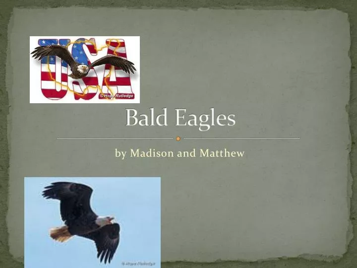 bald eagles