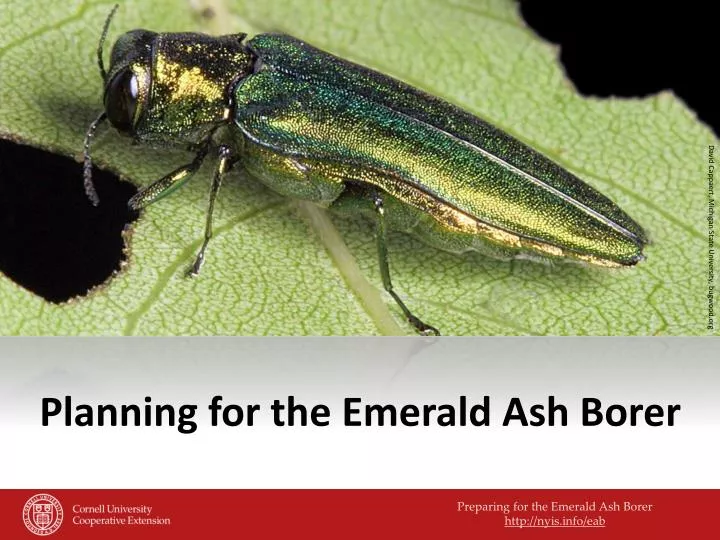 planning for the emerald ash borer