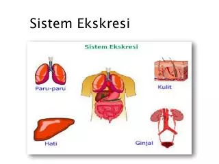 sistem ekskresi