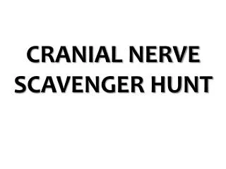 CRANIAL NERVE SCAVENGER HUNT