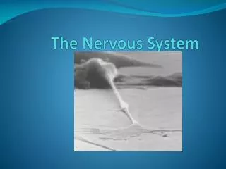 the nervous system