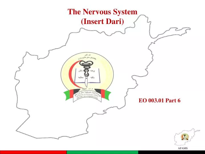 the nervous system insert dari