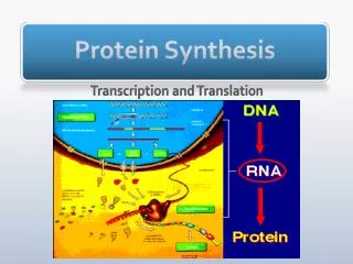 Protein Synthesis