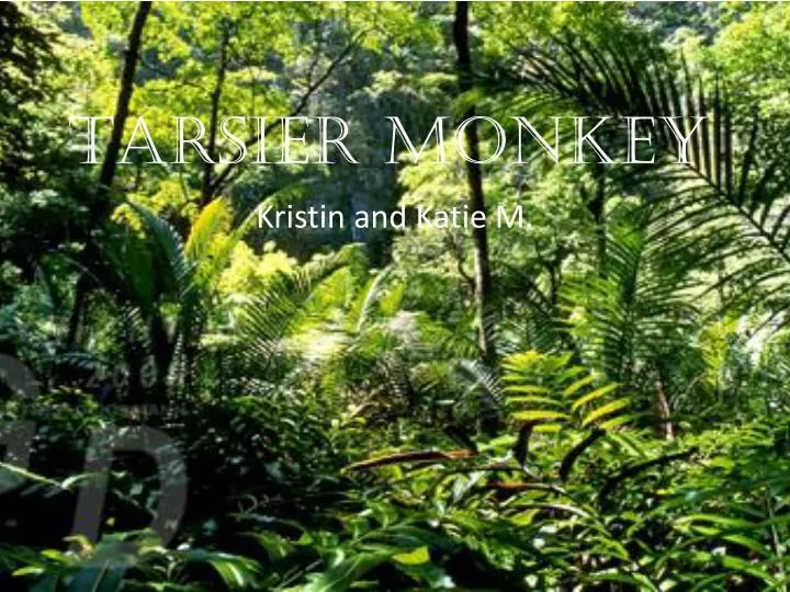 tarsier monkey