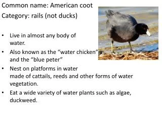 Common name: American coot Category : rails (not ducks)
