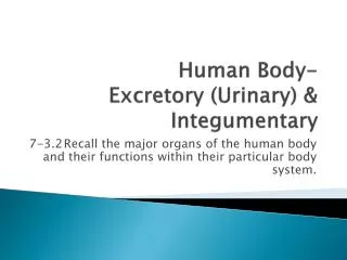 Human Body- Excretory (Urinary) &amp; Integumentary