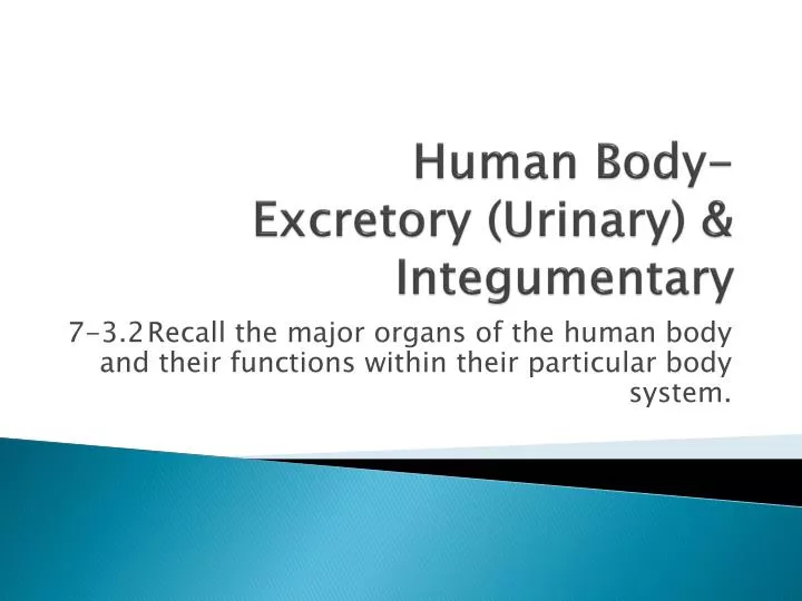 human body excretory urinary integumentary