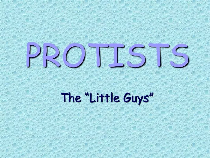 protists