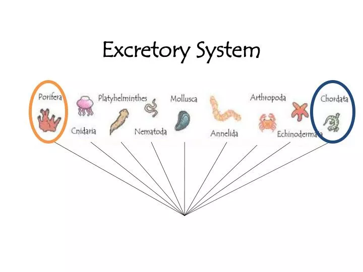 excretory system