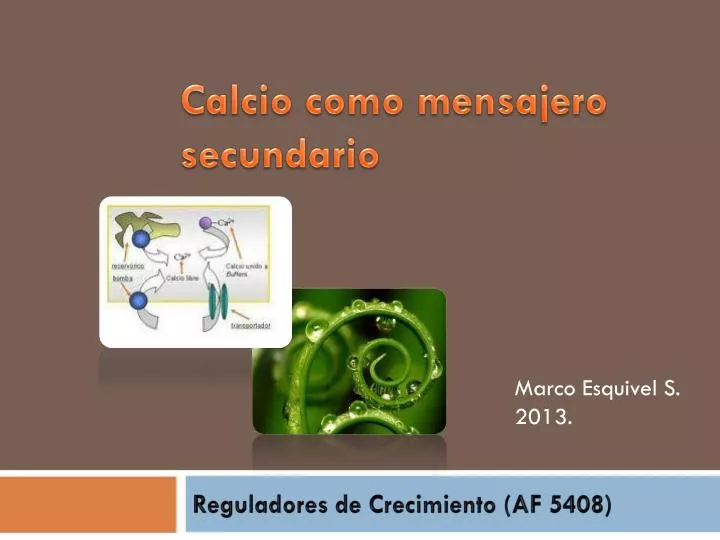 calcio como mensajero secundario