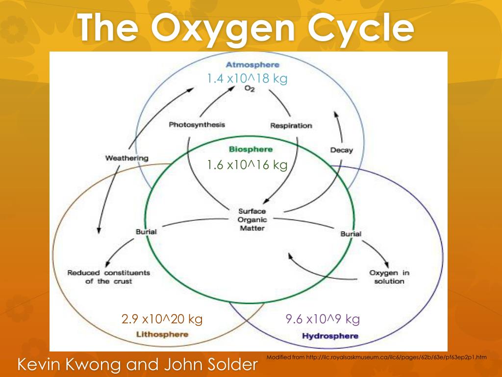 PPT - The Oxygen Cycle PowerPoint Presentation, free download - ID:2435815