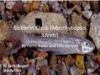 Sicklefin Chub ( Macrhybopsis M eeki )