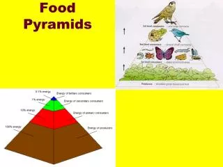 Food Pyramids