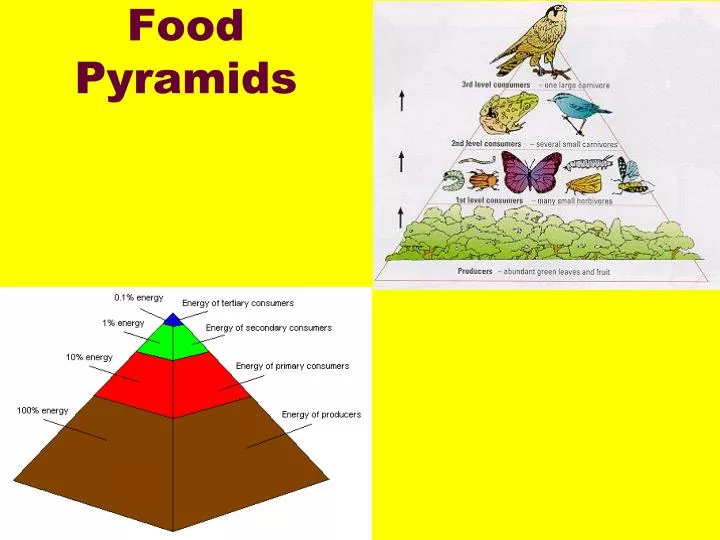 food pyramids