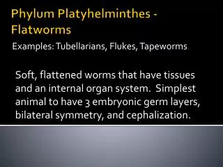 Phylum Platyhelminthes - Flatworms