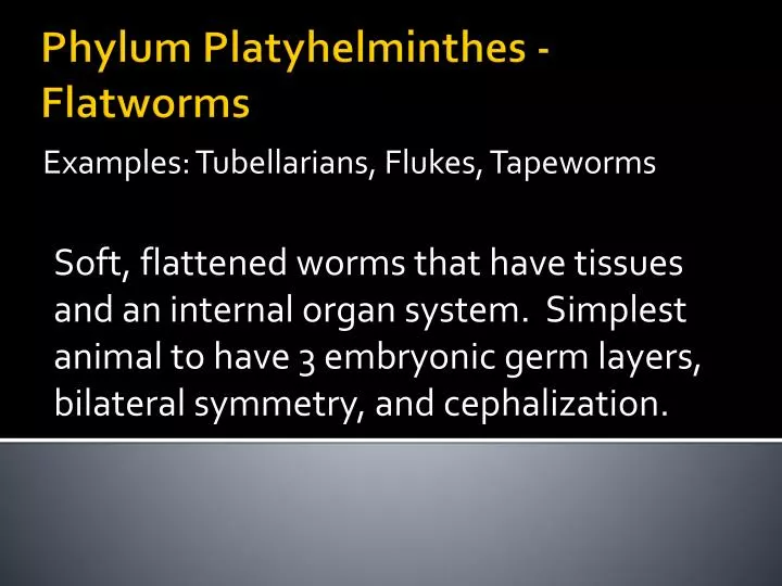 examples tubellarians flukes tapeworms