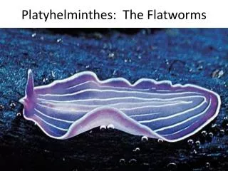 Platyhelminthes : The Flatworms