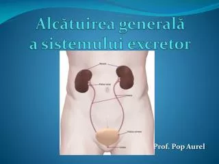 alc tuirea general a sistemului excretor