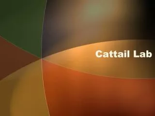 Cattail Lab