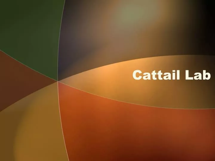 cattail lab