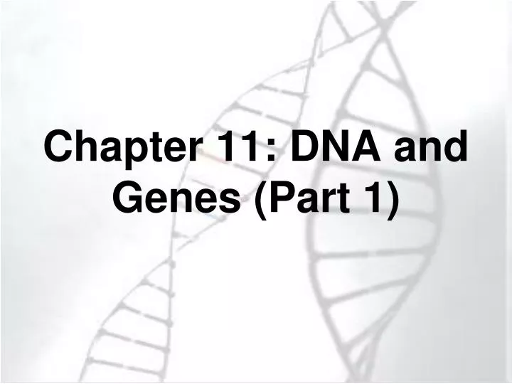 chapter 11 dna and genes part 1