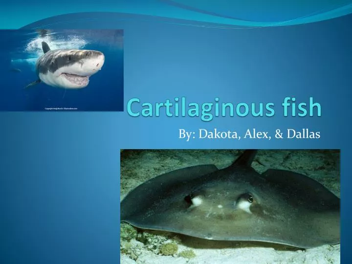 cartilaginous fish