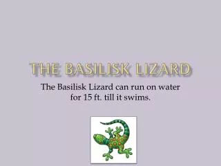 The basilisk lizard