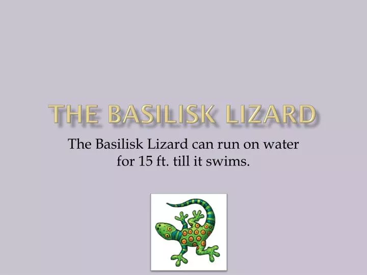 the basilisk lizard