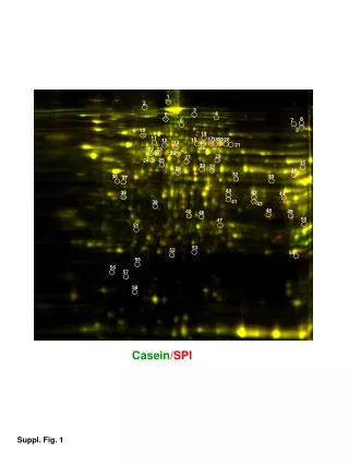 Casein /SPI