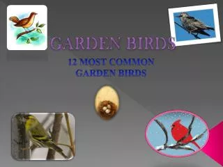 12 MOST COMMON GARDEN BIRDS