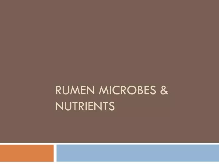 rumen microbes nutrients