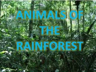 Animals of The Rainforest