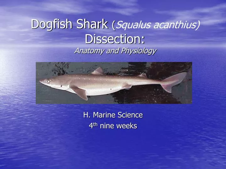 dogfish shark squalus acanthius dissection anatomy and physiology