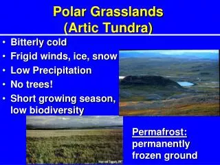 Polar Grasslands (Artic Tundra)