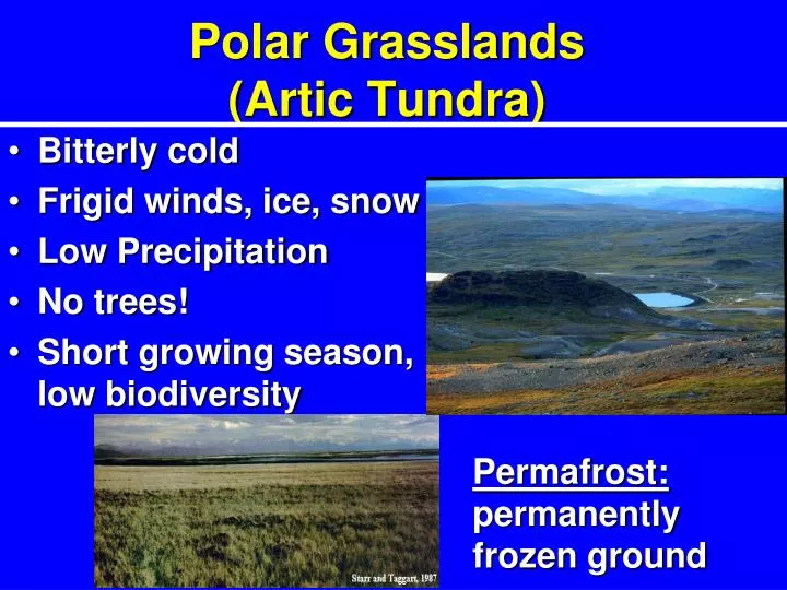 polar grasslands artic tundra