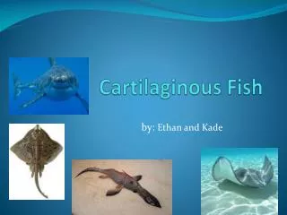 Cartilaginous Fish