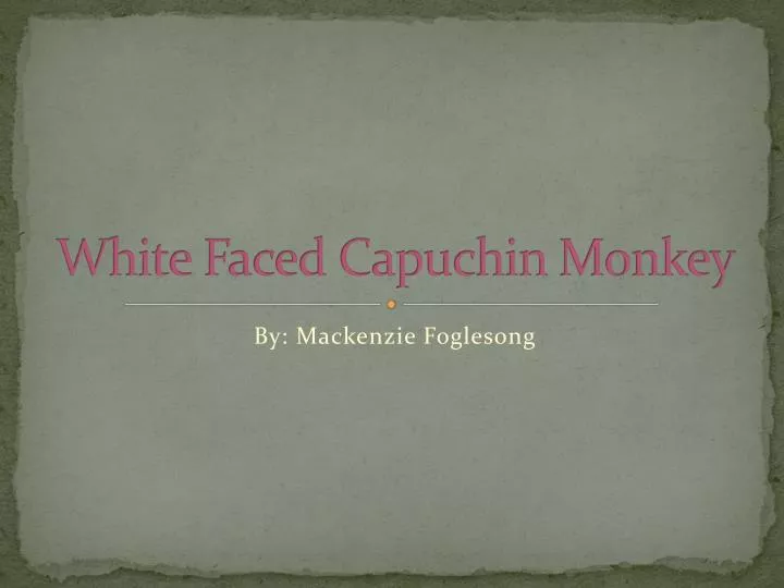 white faced capuchin monkey