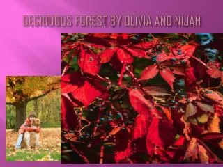 DECIDUOUS FOREST BY OLIVIA AND NIJAH