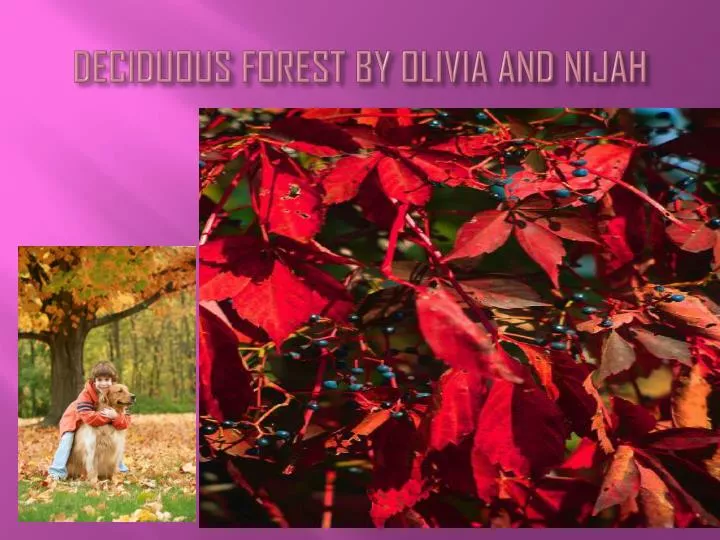 deciduous forest by olivia and nijah