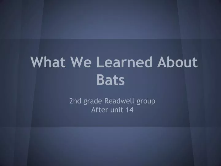 what we learned about bats