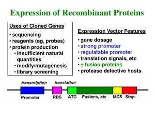Uses of Cloned Genes sequencing reagents (eg, probes) protein production